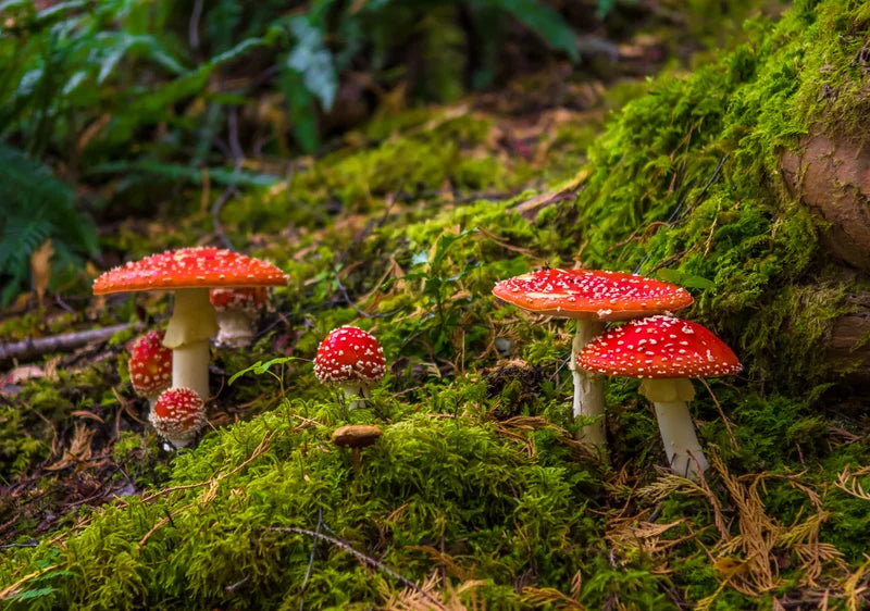 Amanita Muscaria (fly agaric) Mushroom