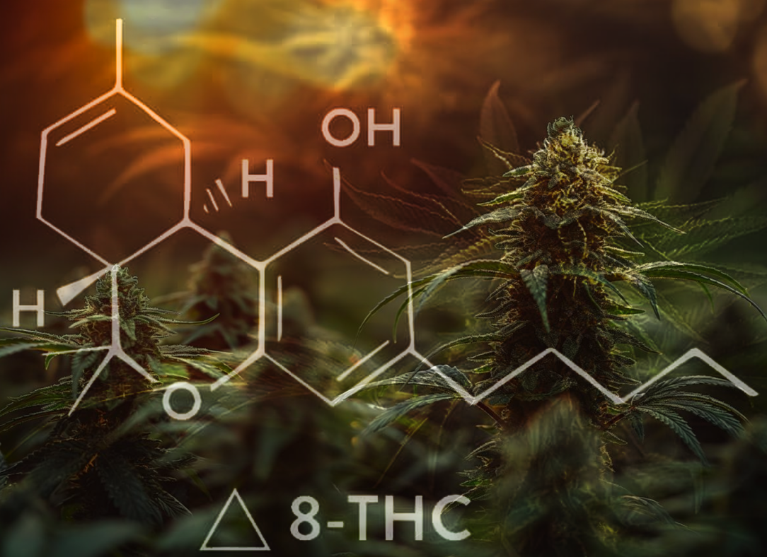 A Crash Course to Delta 8 Products for Every Lifestyle