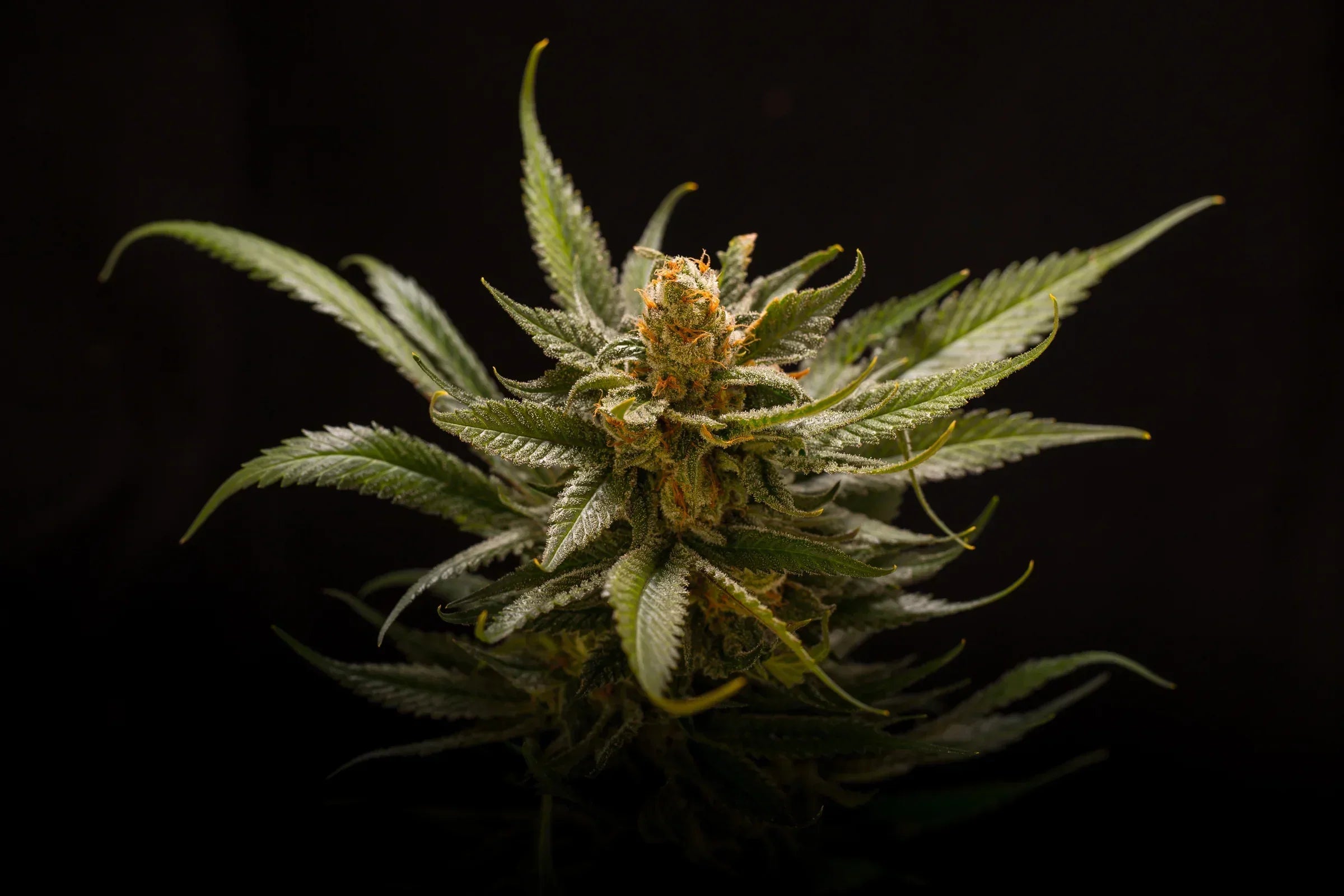 Delta-8 & Delta-9: Know the difference