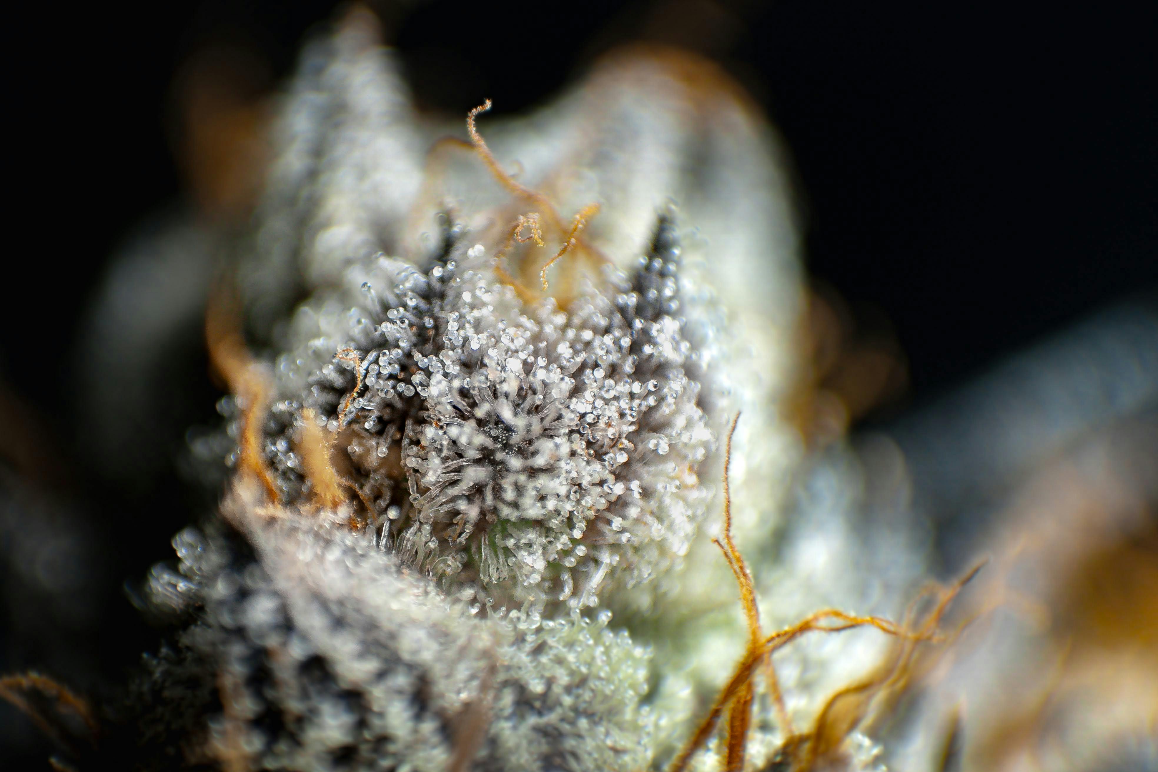 High Quality THCa Flower | NOVA Hemp