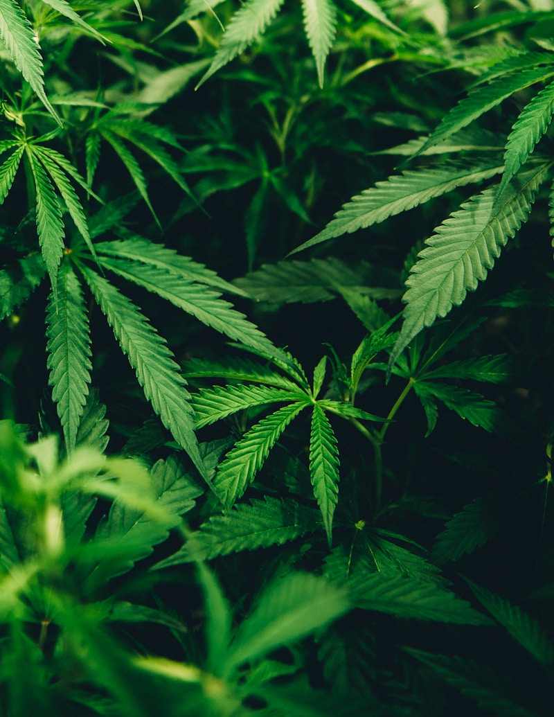 An image of lush green cannabis leaves, representing the benefits of THCv.