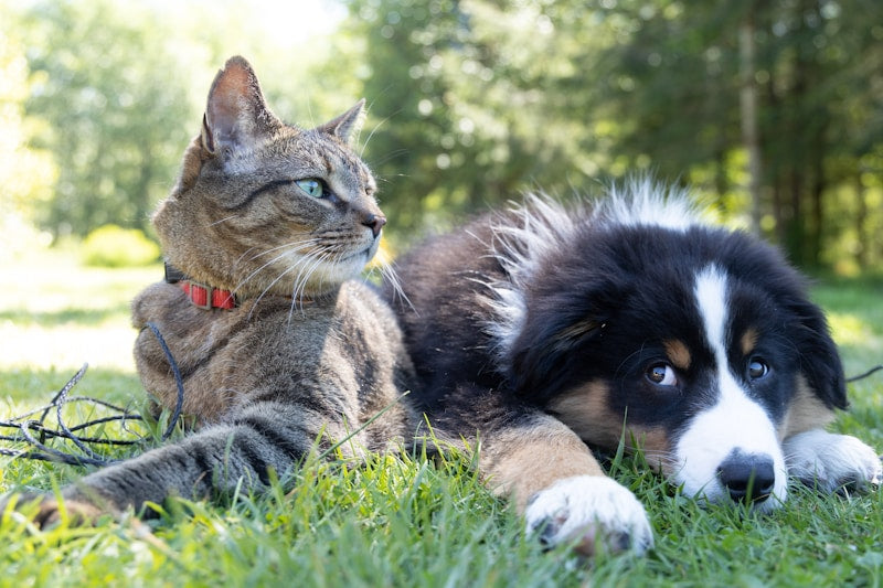 A tabby cat and a black and white puppy lying on grass in a sunlit yard, enjoying a peaceful moment together. The image is from a blog post asking “Do Veterinarians Recommend CBD for Pets?”