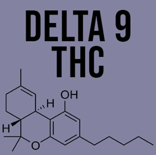 Close-up of a cannabis plant with thick buds and green leaves in a sunny field.