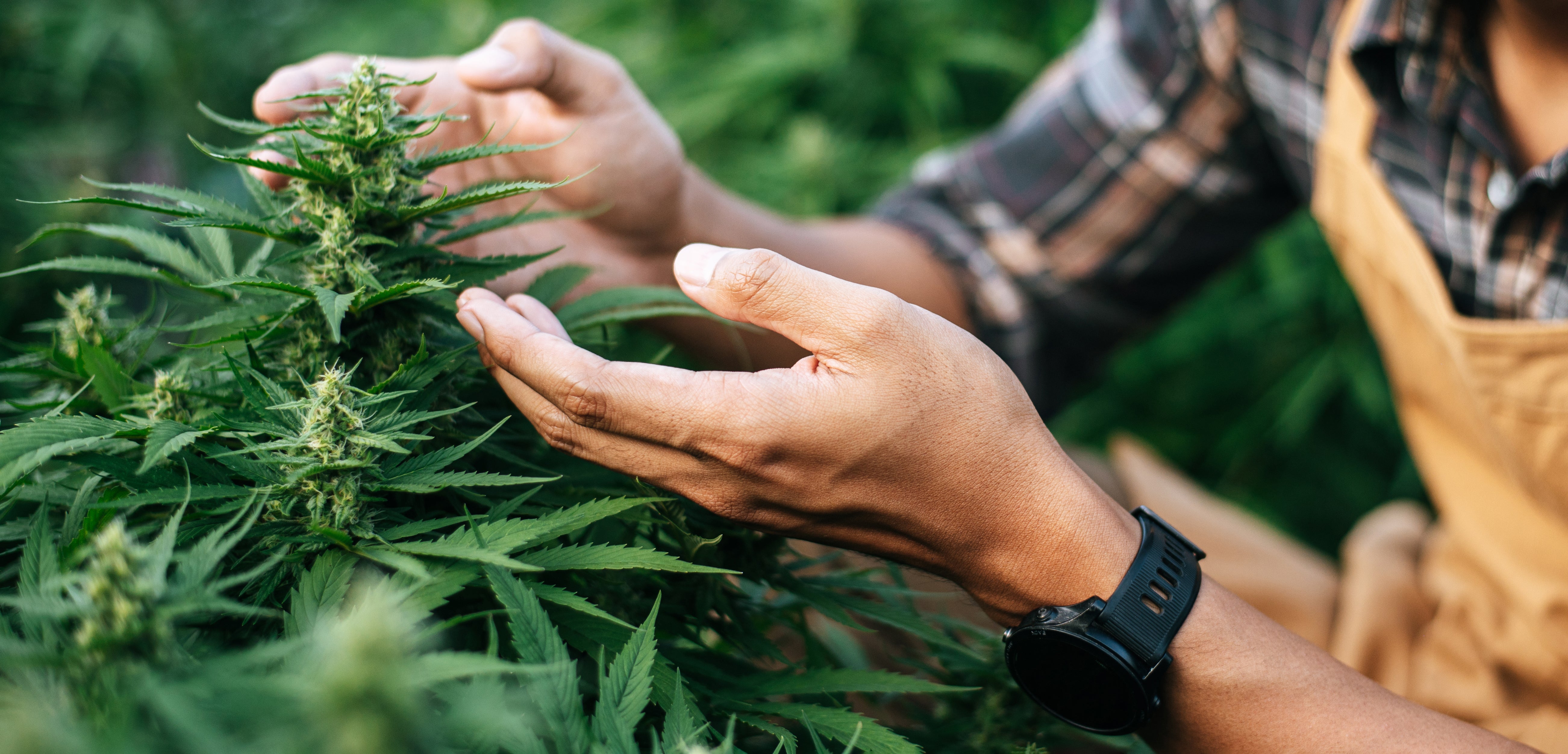 Hands examining cannabis plants in a green field, with a watch on one wrist.