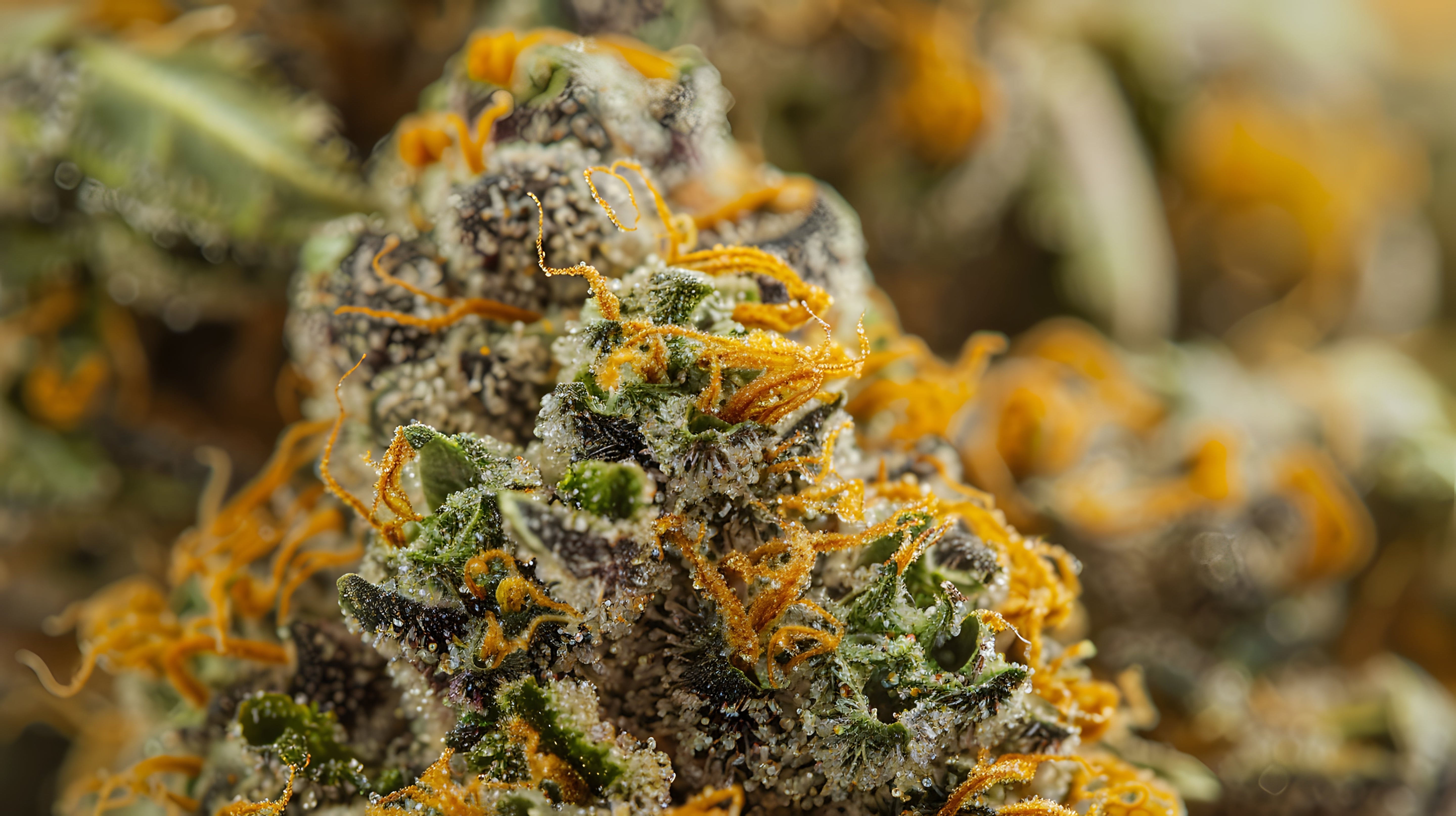 Close-up of cannabis buds with bright orange hairs and frosty layers of trichomes.