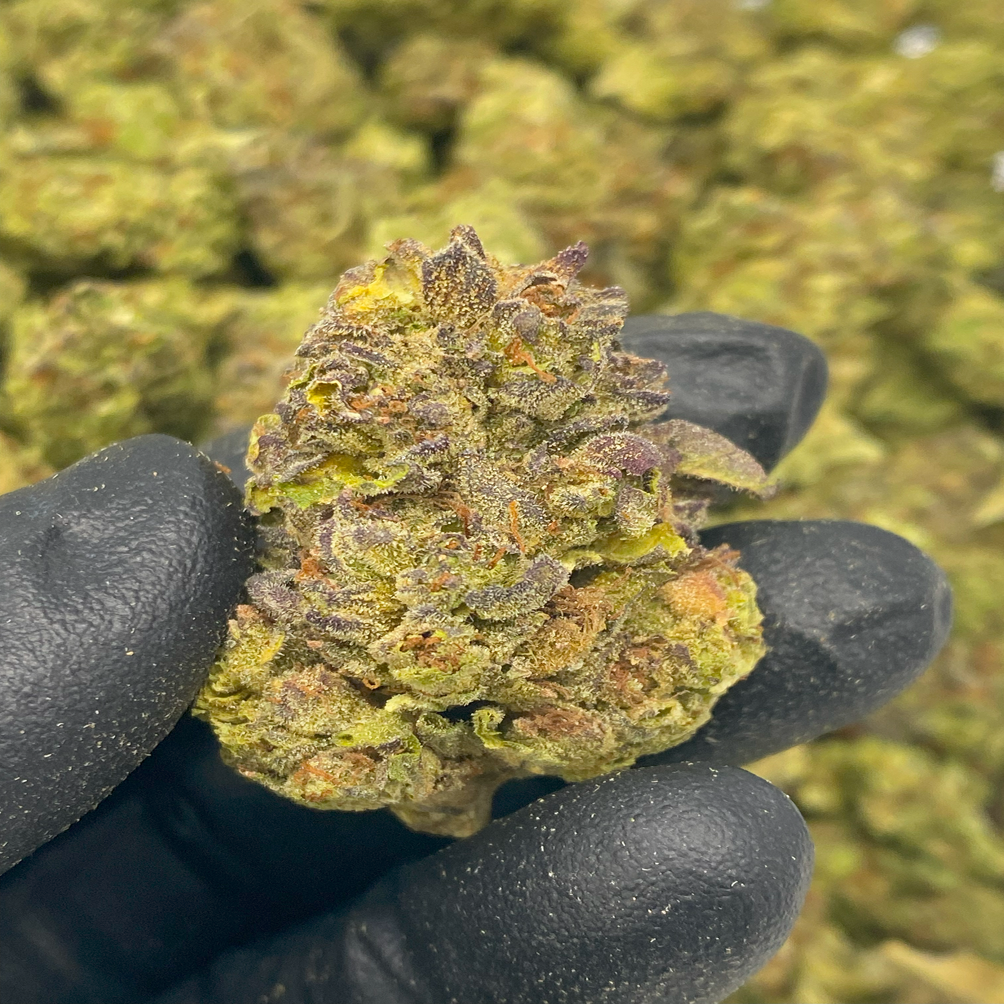 1 OZ (Light Assist) THCa Flower Specials