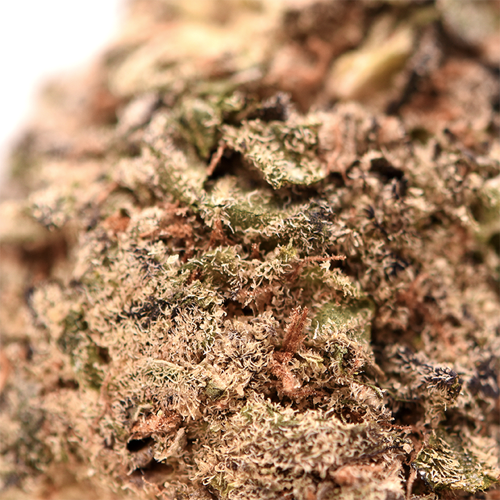 Panama Red THCa Flower