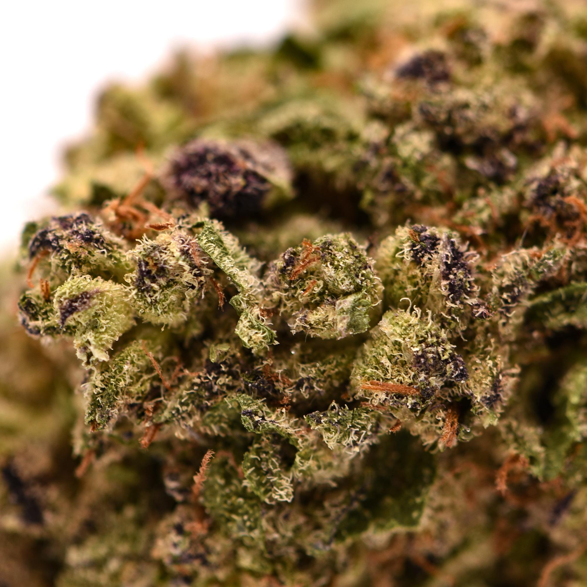 Lava Cake THCa flower close-up showing frosty trichomes, purple hues, and vibrant orange hairs