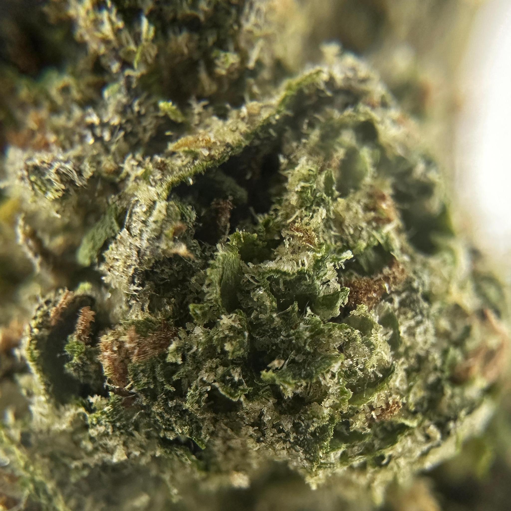 Acapulco Gold THCa Flower