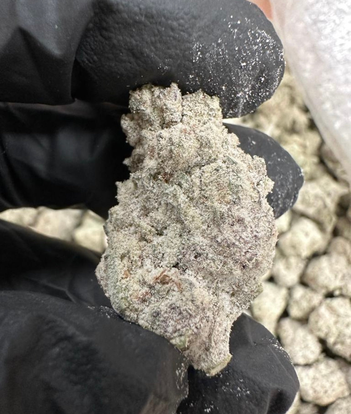 A photograph of frosty-looking snow caps THCa flower from NOVa Hemp, the best place to find THCa snow caps for sale.