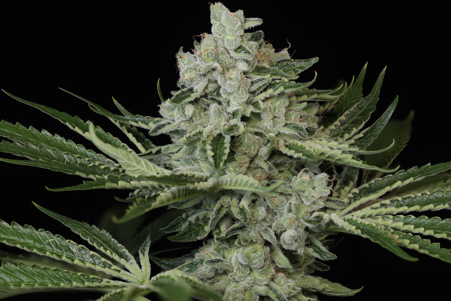 Seeds - Twenty20 Mendocino