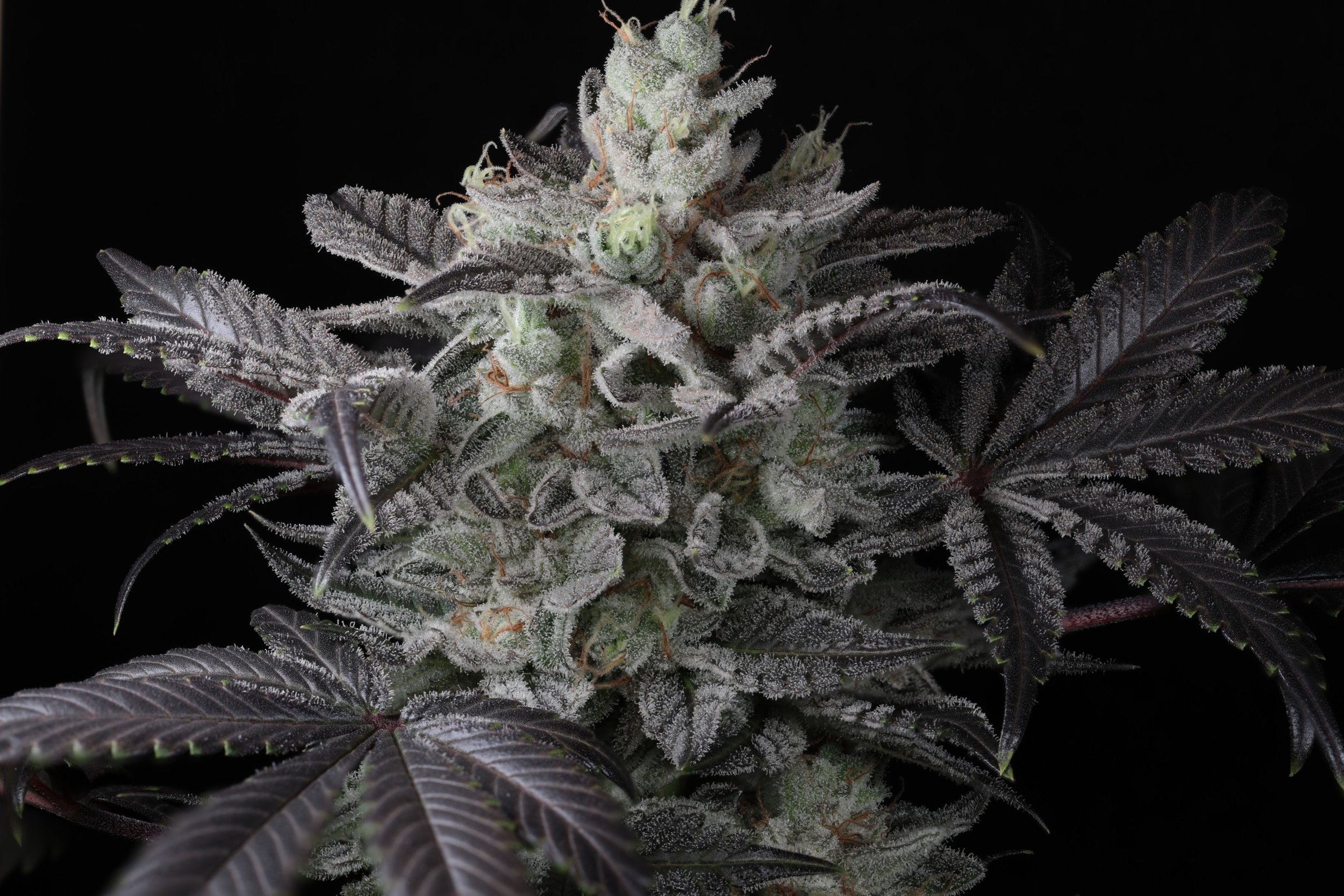Seeds - Twenty20 Mendocino
