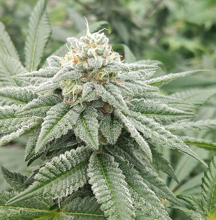 Seeds - Twenty20 Mendocino