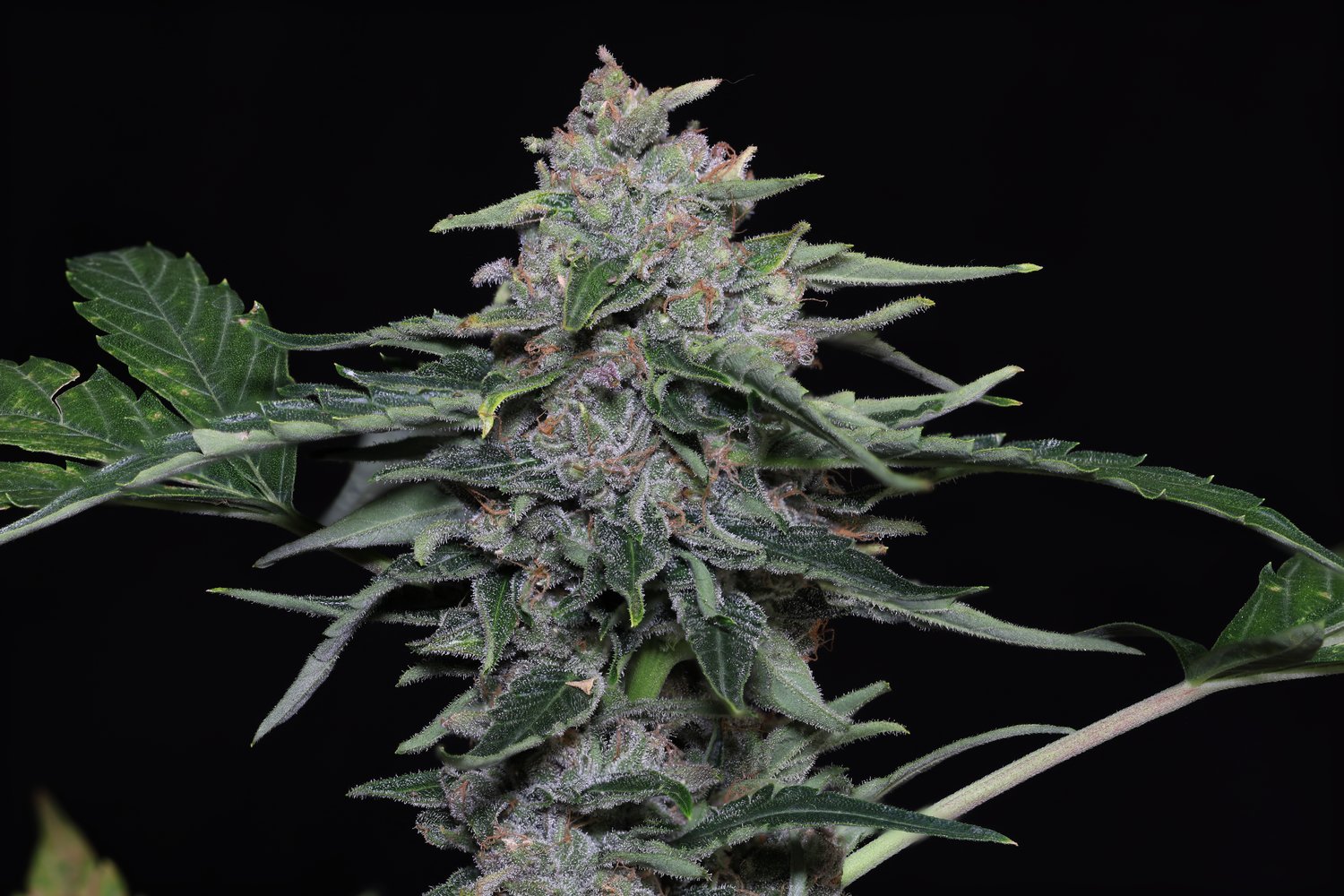Seeds - Twenty20 Mendocino