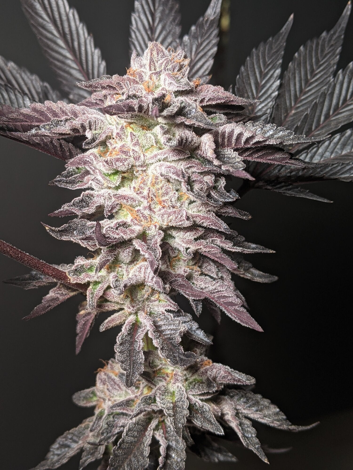 Seeds - Twenty20 Mendocino