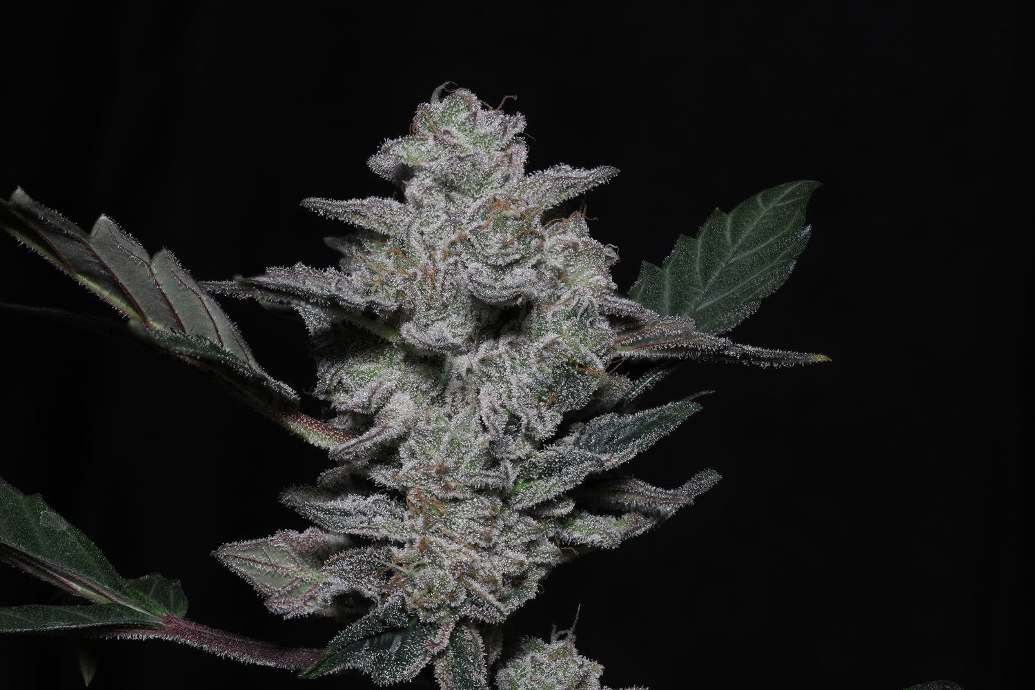 Seeds - Twenty20 Mendocino
