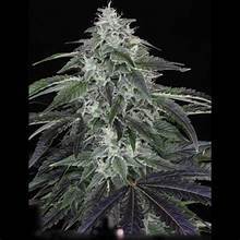 Seeds - Twenty20 Mendocino