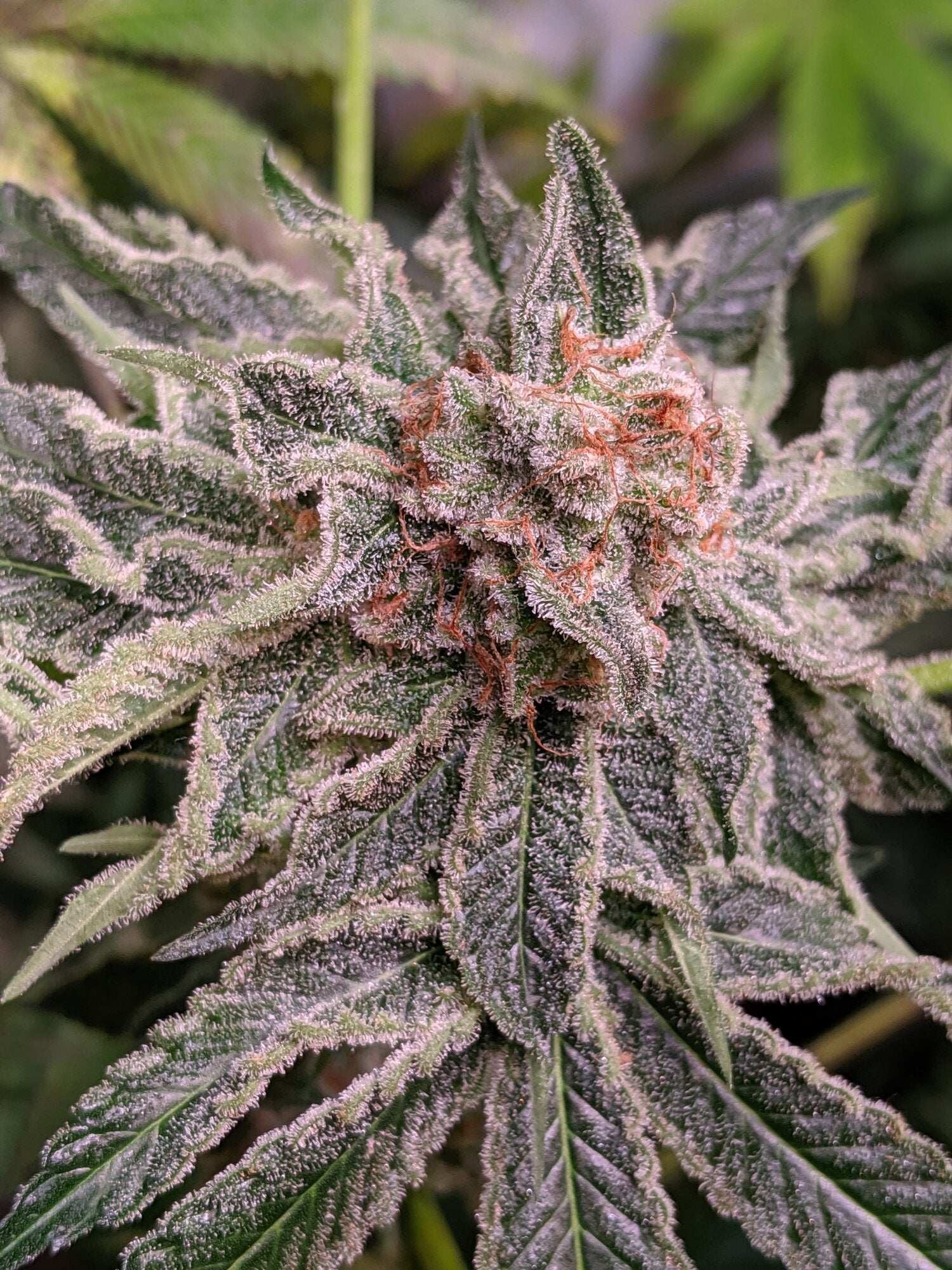 Seeds - Twenty20 Mendocino