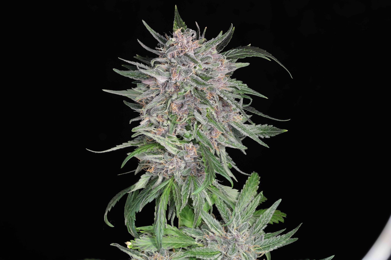 Seeds - Twenty20 Mendocino