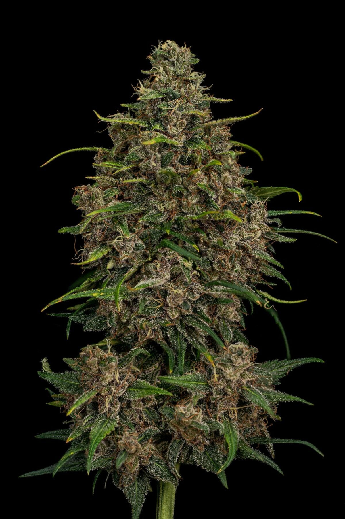 Seeds - Twenty20 Mendocino
