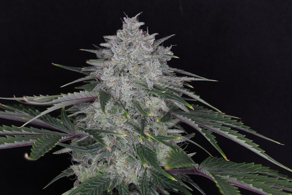 Seeds - Twenty20 Mendocino