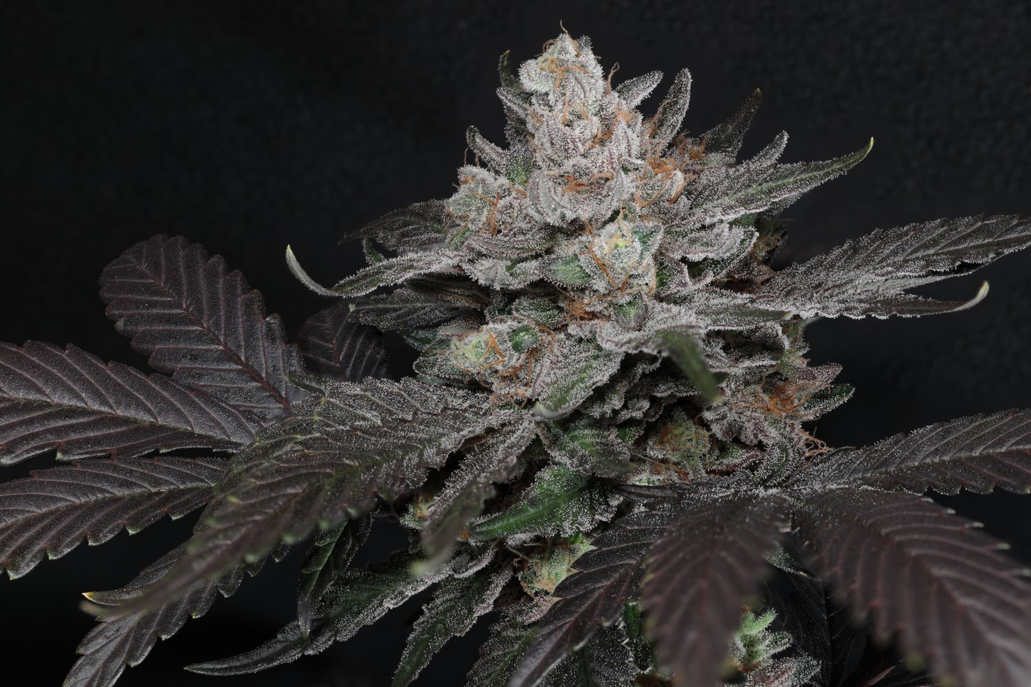 Seeds - Twenty20 Mendocino