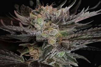 Seeds - Twenty20 Mendocino