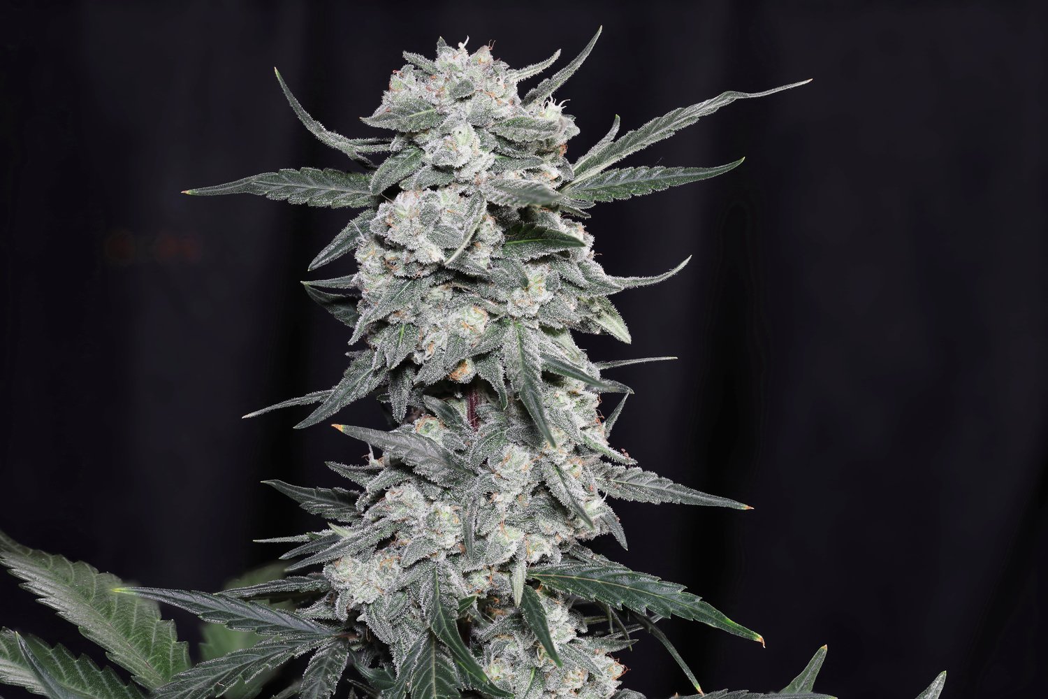 Seeds - Twenty20 Mendocino