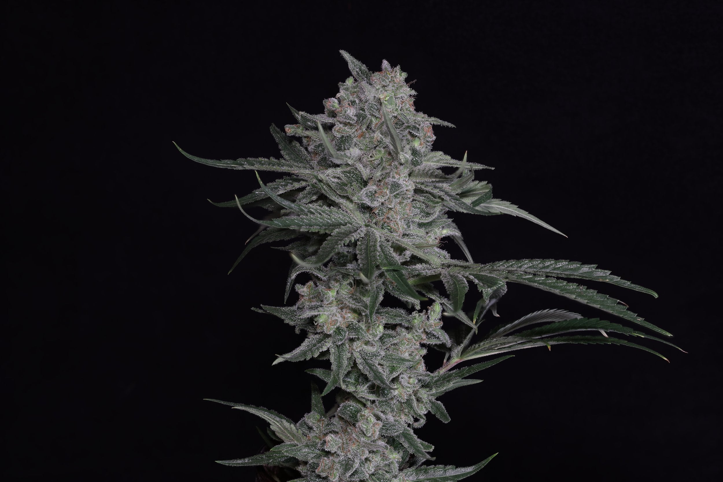 Seeds - Twenty20 Mendocino