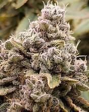 Seeds - Twenty20 Mendocino