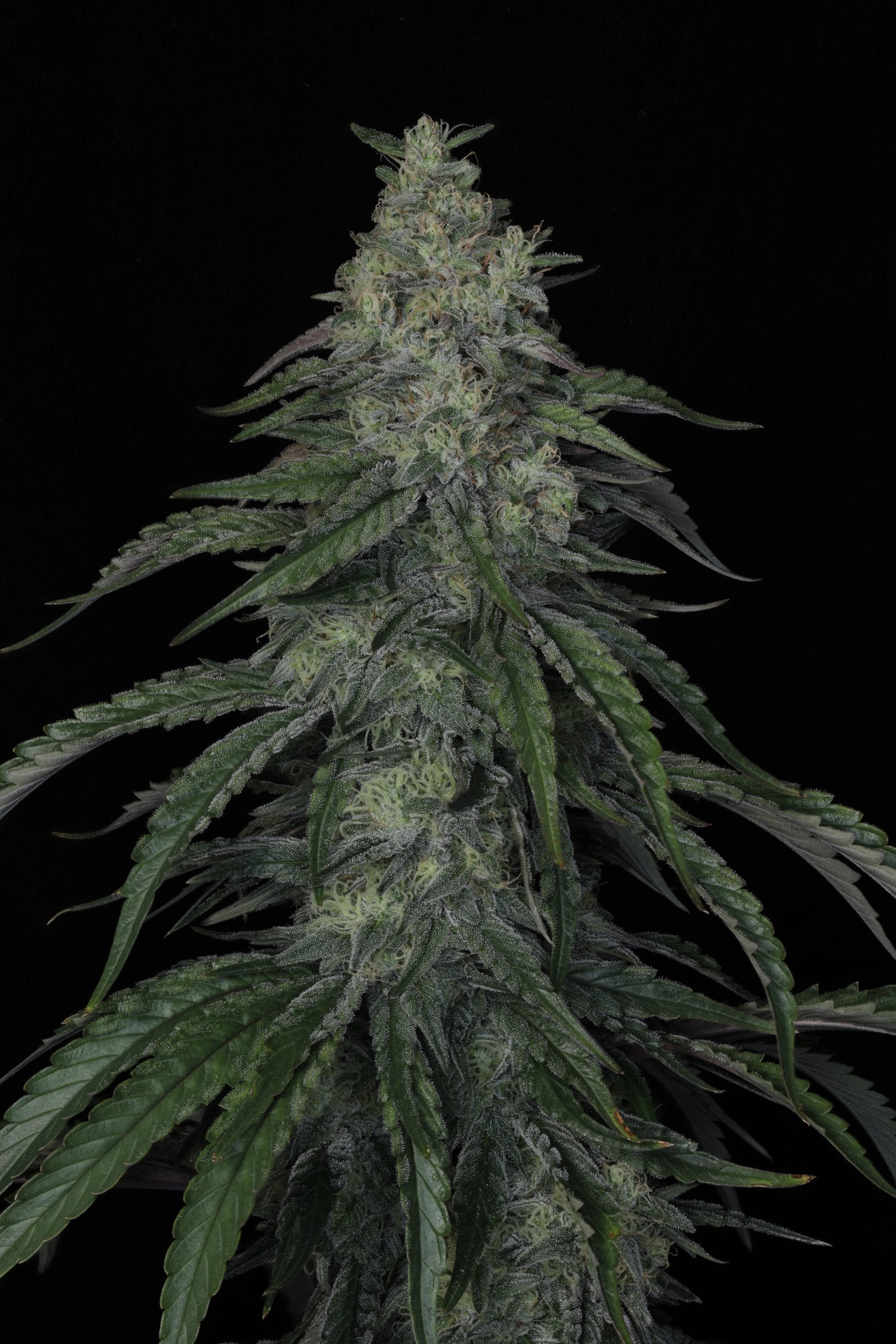 Seeds - Twenty20 Mendocino
