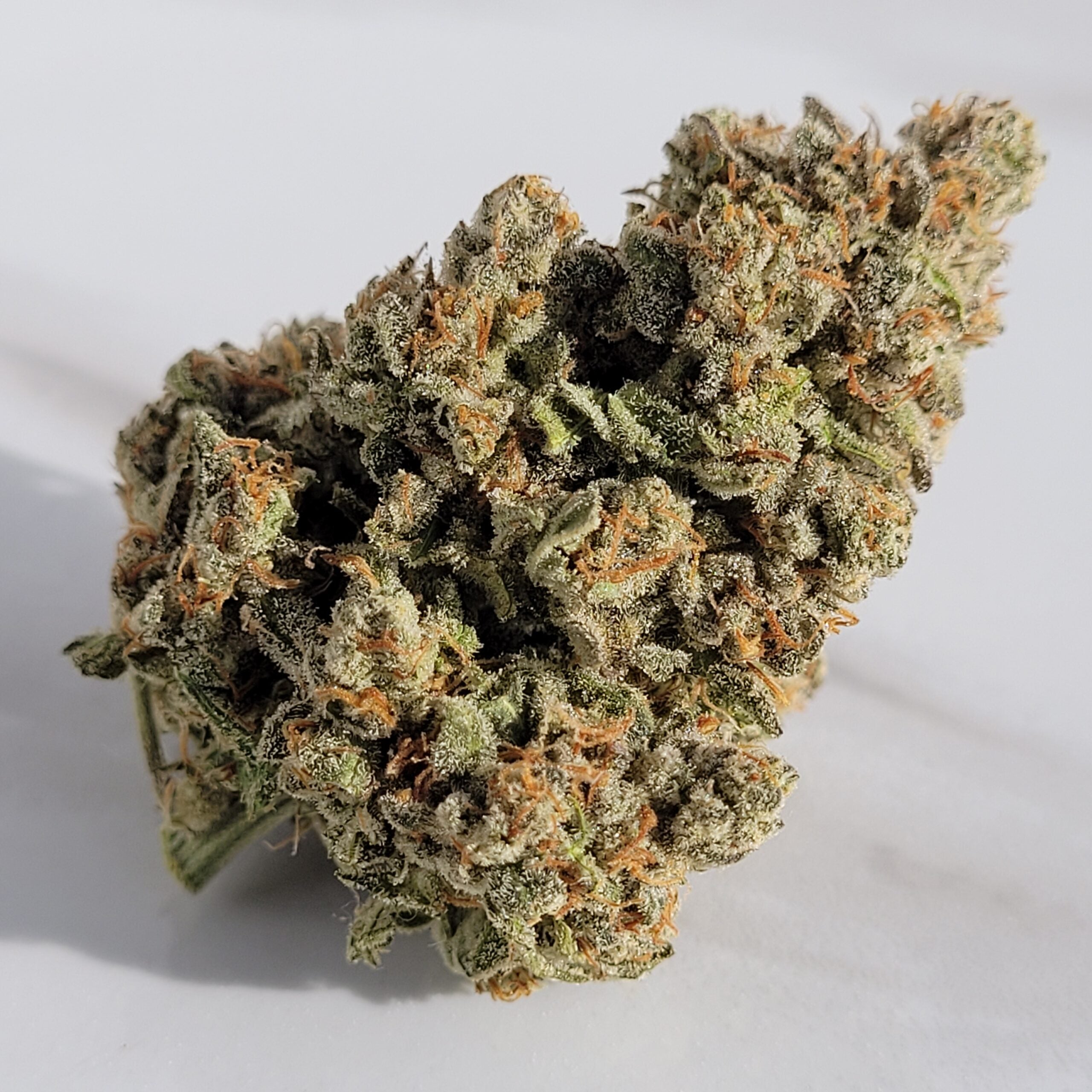 Seeds - Twenty20 Mendocino