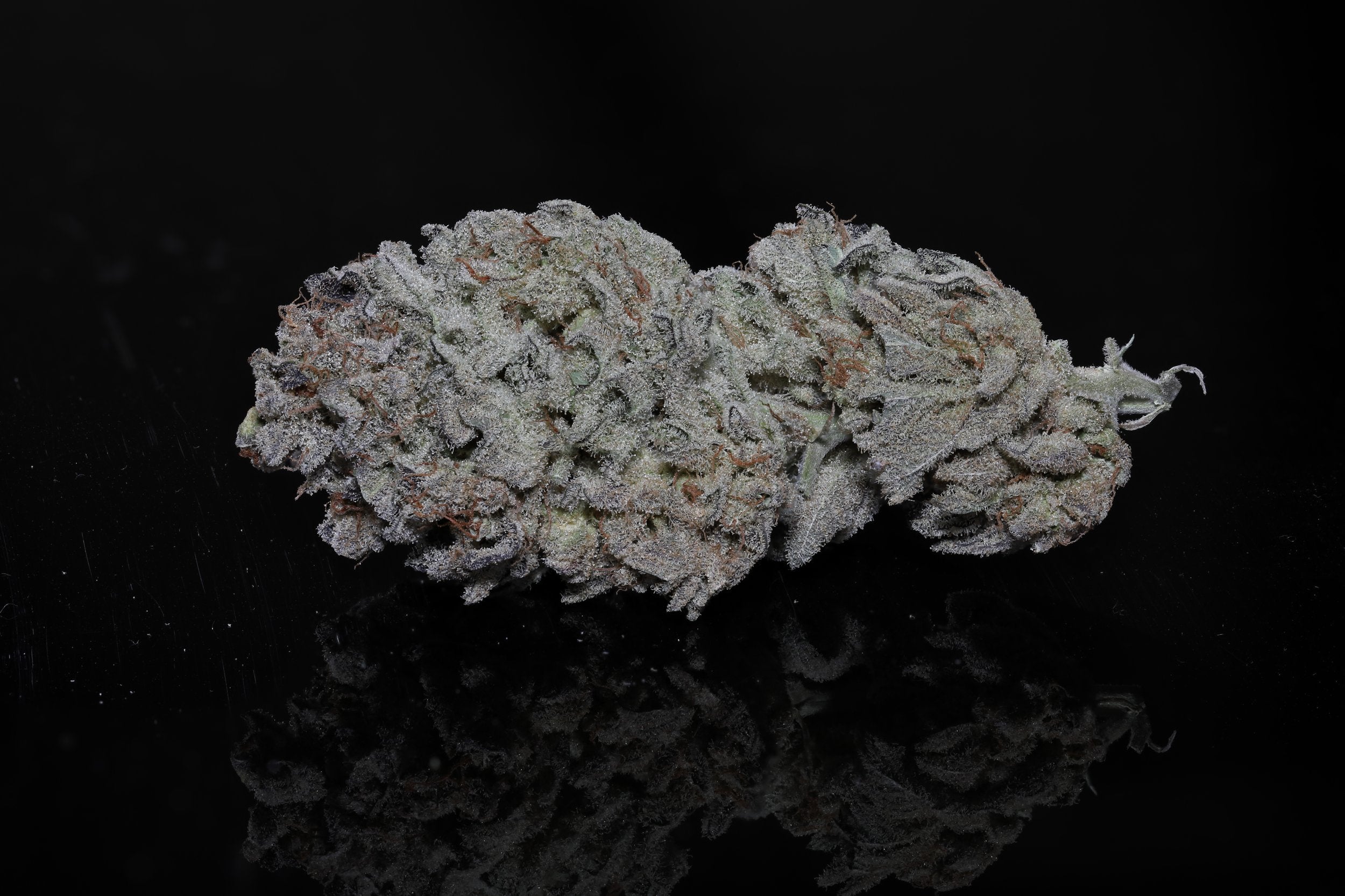 Seeds - Twenty20 Mendocino