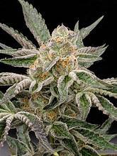 Seeds - Twenty20 Mendocino