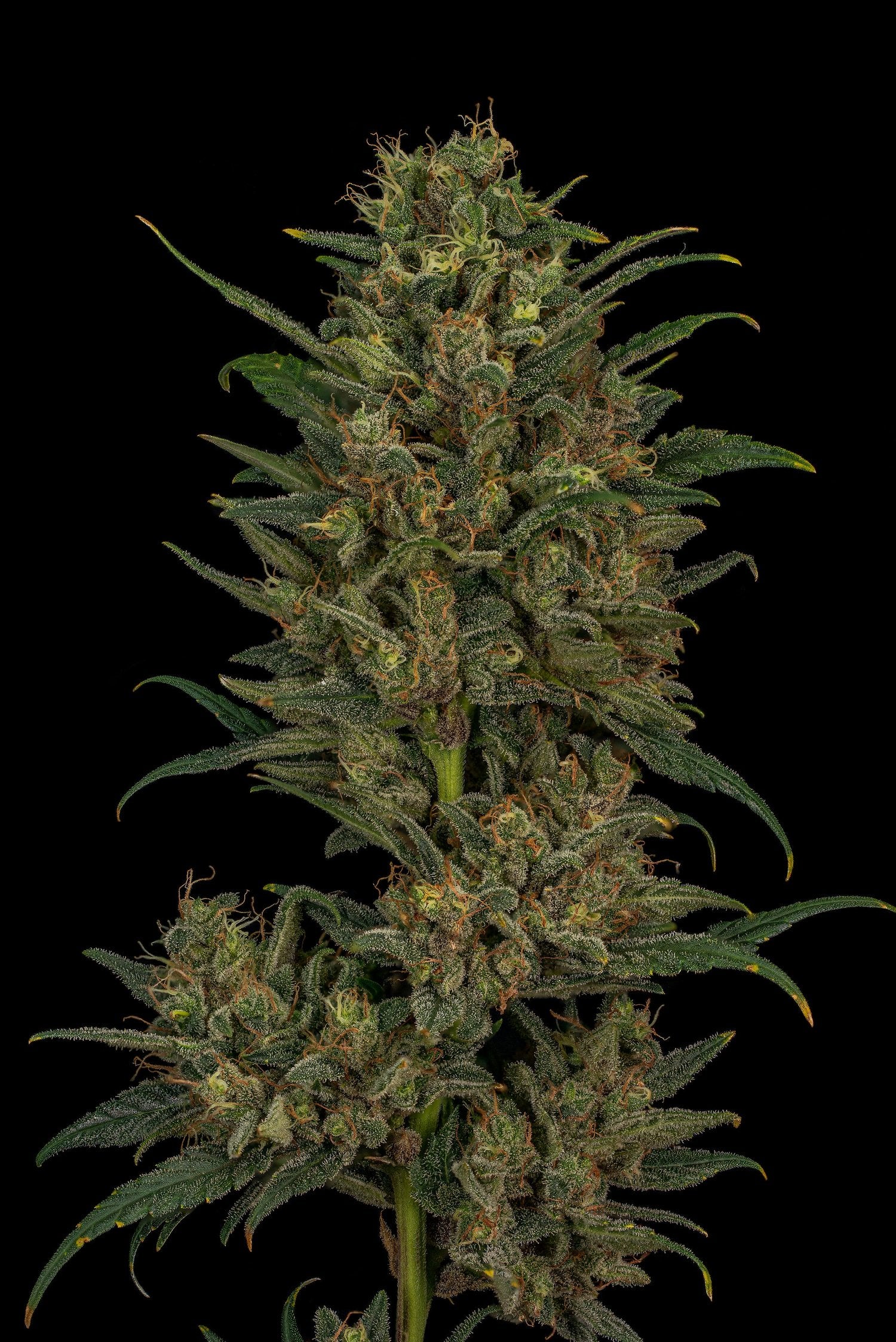 Seeds - Twenty20 Mendocino