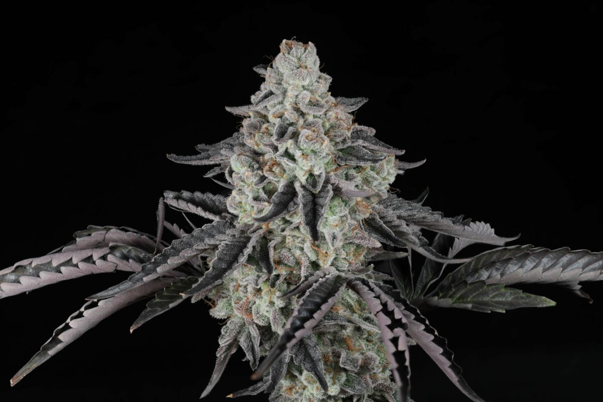 Seeds - Twenty20 Mendocino