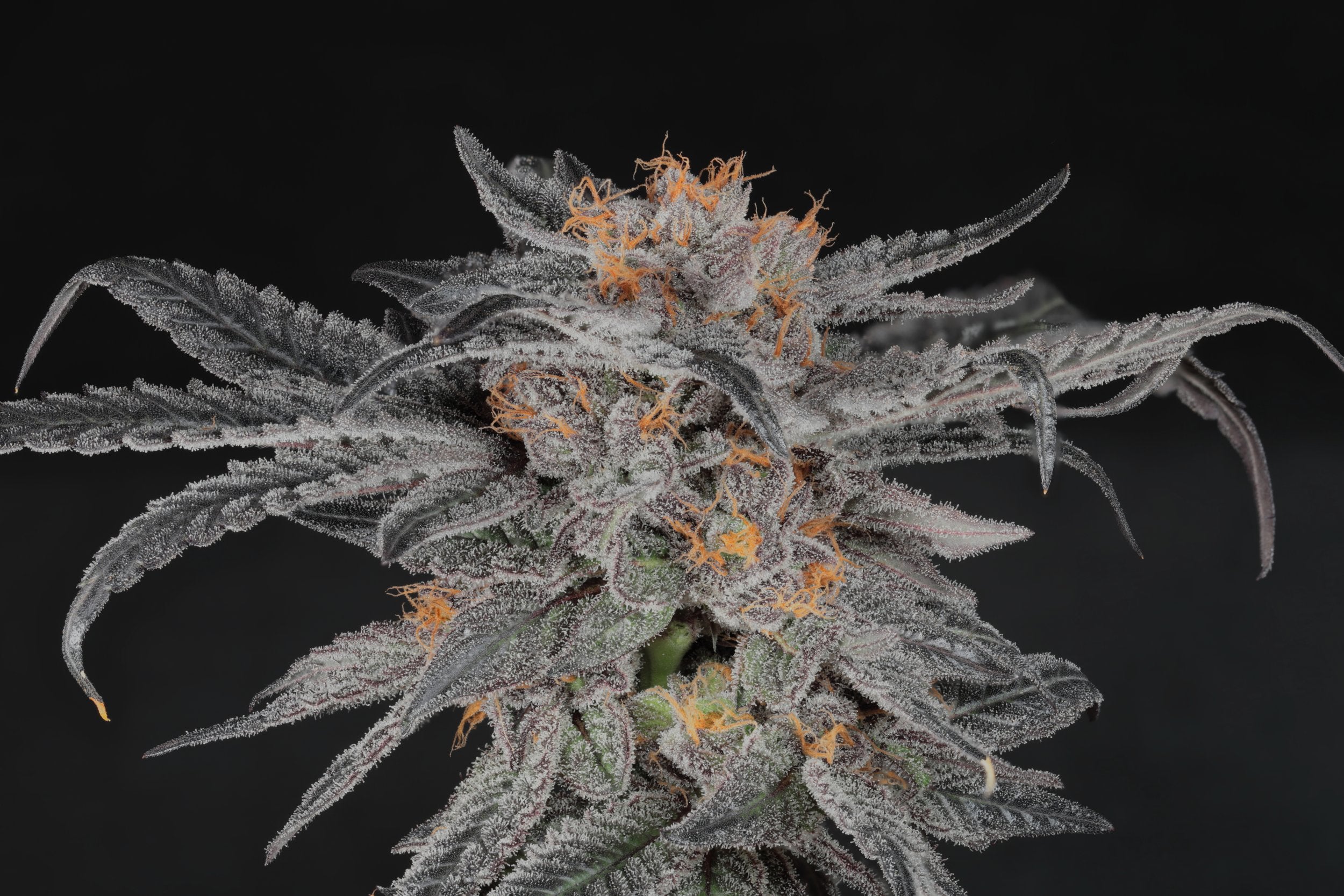 Seeds - Twenty20 Mendocino
