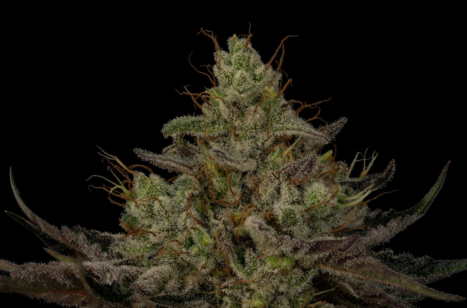 Seeds - Twenty20 Mendocino