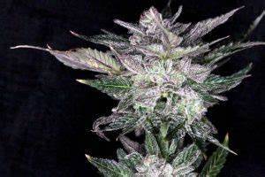 Seeds - Twenty20 Mendocino