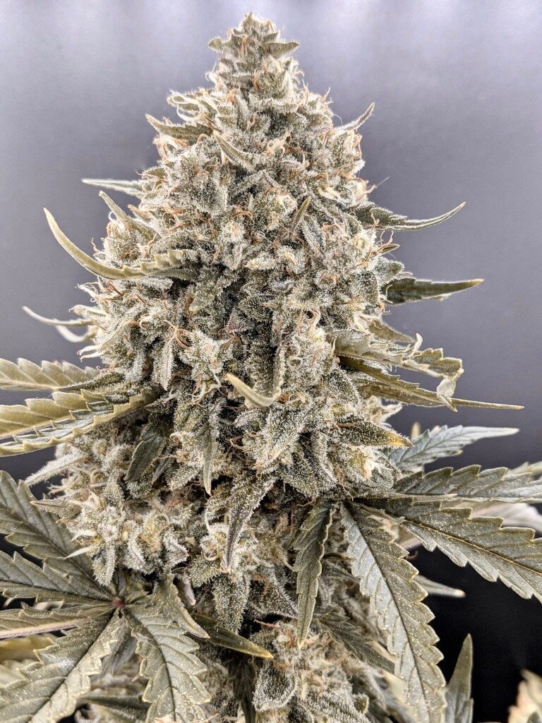 Seeds - Twenty20 Mendocino