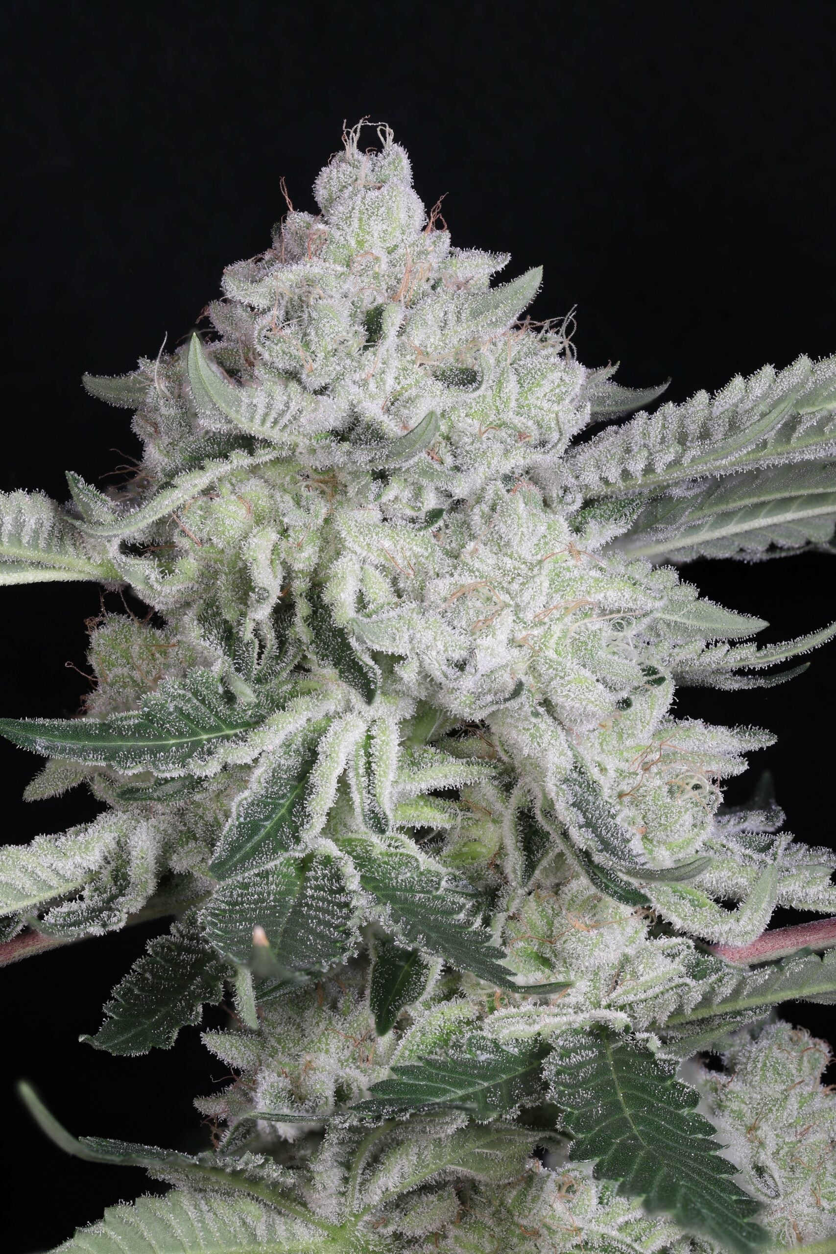 Seeds - Twenty20 Mendocino