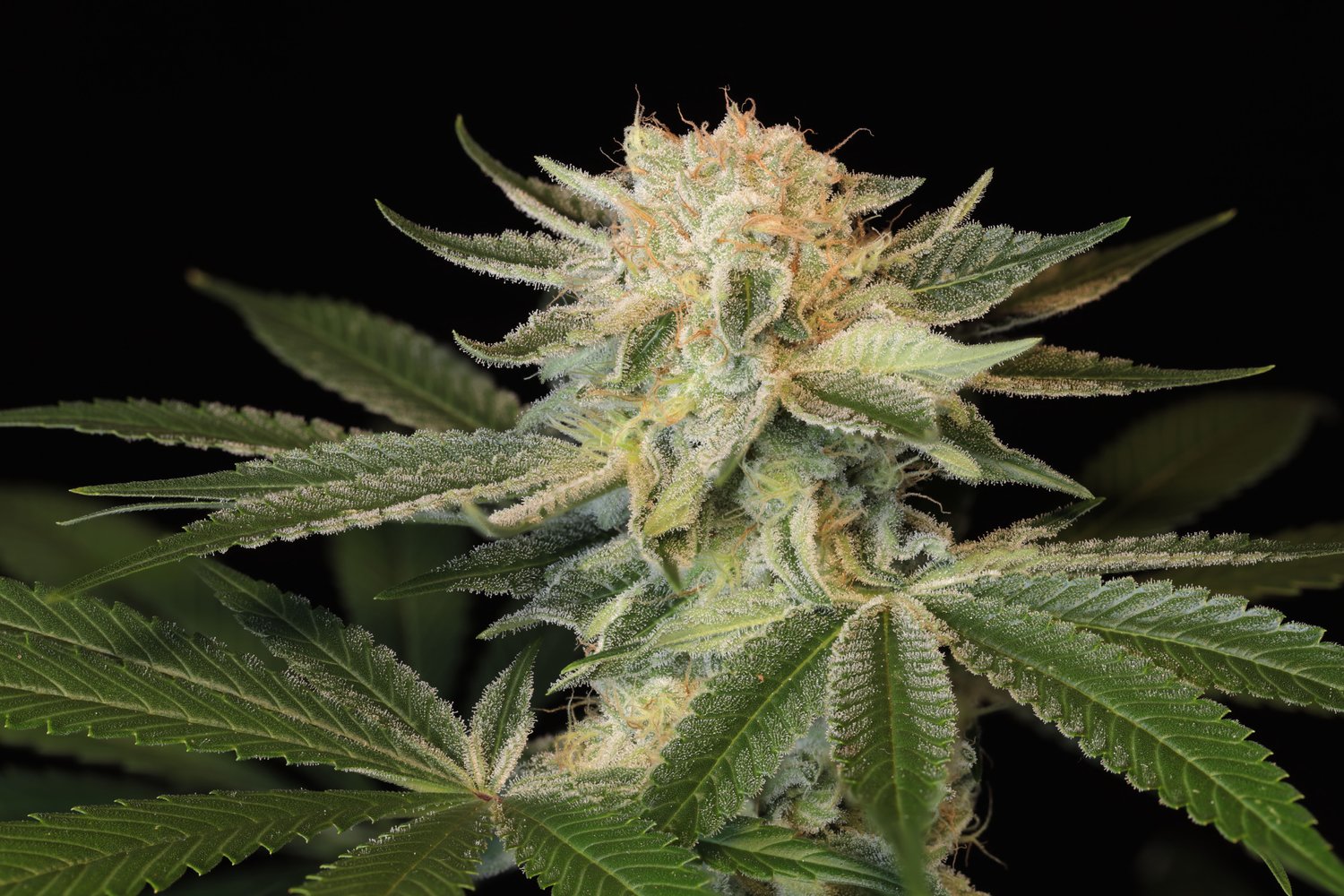 Seeds - Twenty20 Mendocino