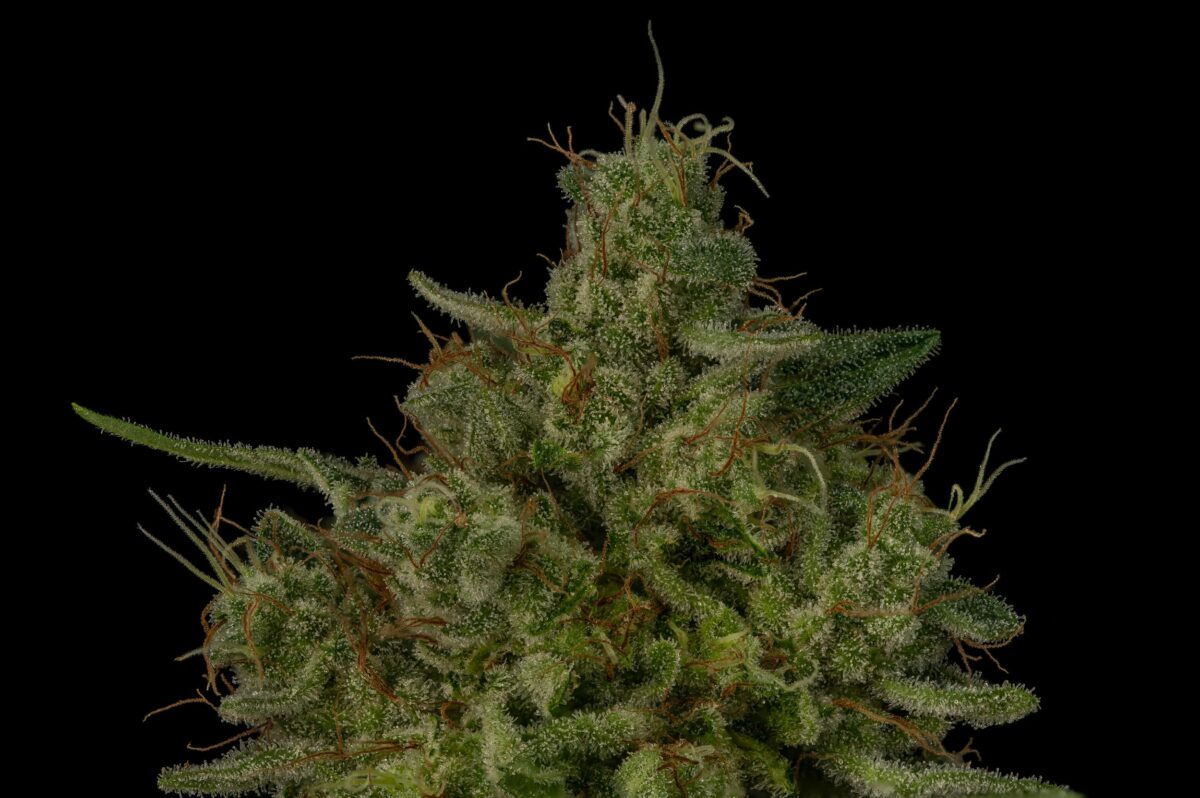 Seeds - Twenty20 Mendocino