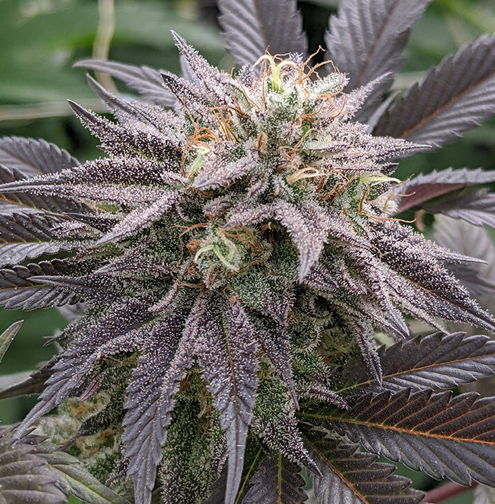 Seeds - Twenty20 Mendocino
