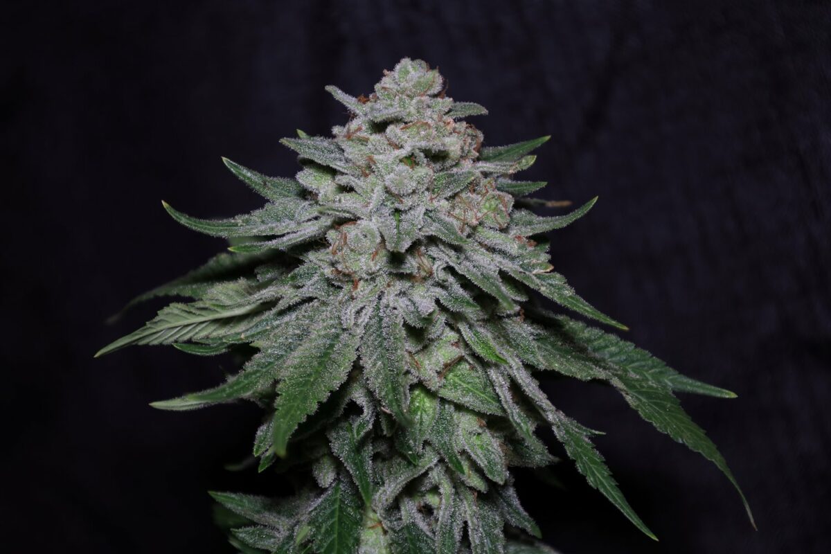 Seeds - Twenty20 Mendocino