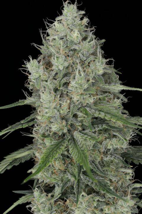 an up close photo of an el diablo bud from twenty 20 mendocino seeds