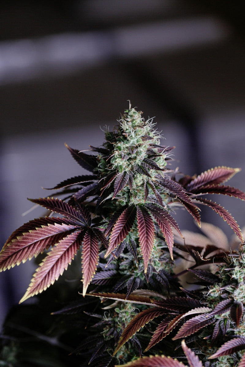 THCA flower
