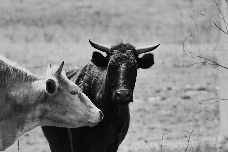 The Delight of Luxurious Wagyu Beef from Ovoka Farm in Paris, Virginia