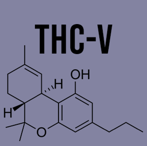 Hands examining cannabis plants in a green field, with a watch on one wrist. 