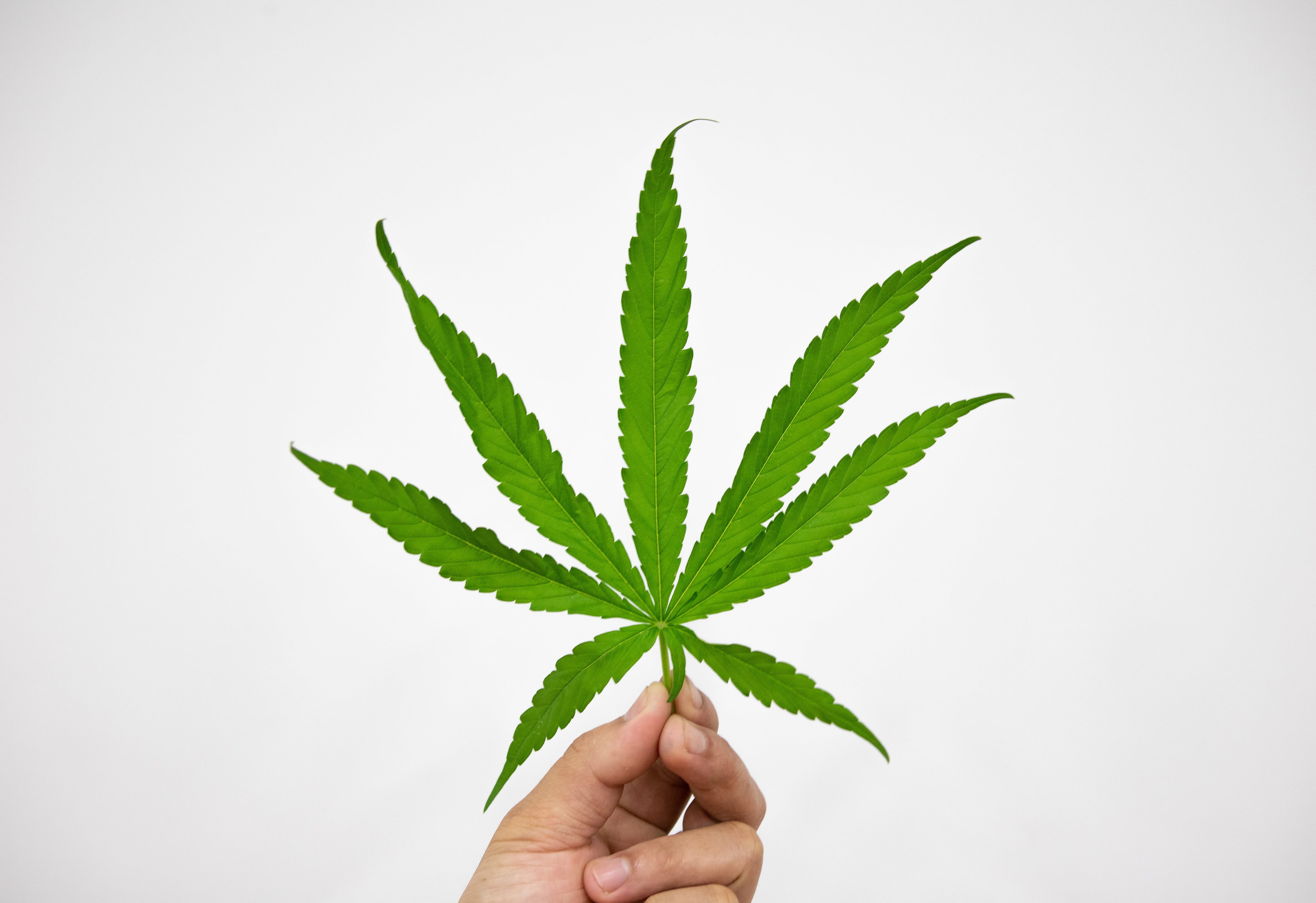 A hand holding a large green cannabis leaf with seven pointed lobes against a white background. 